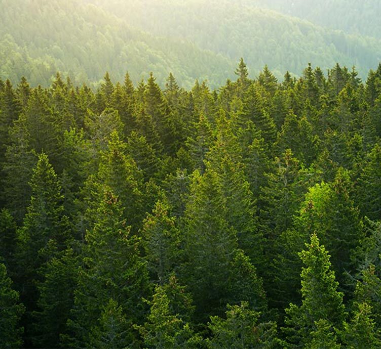 Image of forest